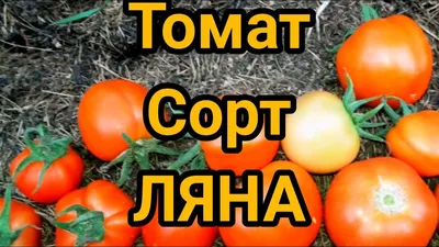 Томат Ляна, семена | ОГОРОД.сайт