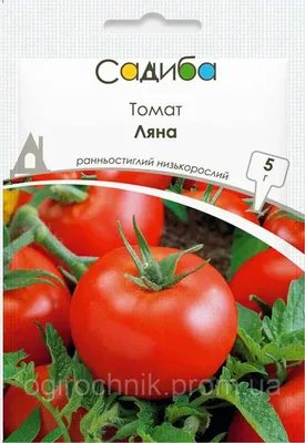 Посев семян томатов без заморочек. Любимый сорт Ляна. | Вера Ларина | Дзен