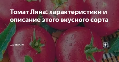 Сибирский сад Семена Томатов Розовая Ляна скороспелый урожайный