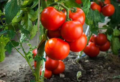 Семена томат Агрофирма Партнер Верочка F1 13426 1 уп. - купить в Москве,  цены на Мегамаркет