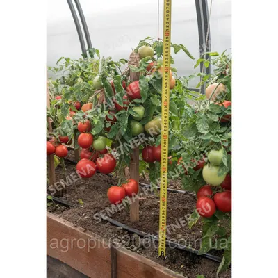 Томаты Агрофирма Партнер томат - купить по выгодным ценам в  интернет-магазине OZON (847368357)