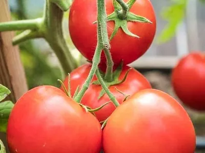 Универсальный раннеспелый томат Верочка F1 #семенапартнер #вогороде #т... |  TikTok