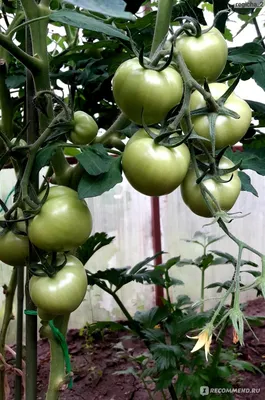 Что сделать, чтобы помидоры покраснели на корню? | Росток 🌱 | Дзен