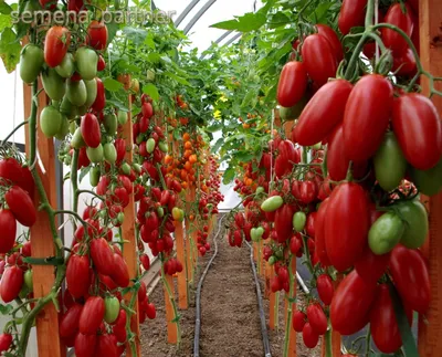 Купить семена томатов в интернет магазине
