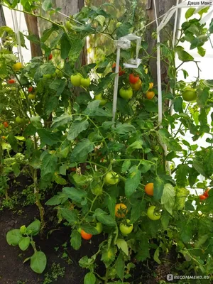 детерминантные и полудетерминантные томаты - mydobro seeds