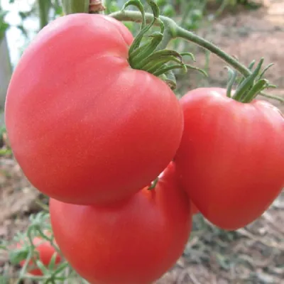 Семена томатов (помидор) Воловье Сердце Розовое купить в Украине | Веснодар