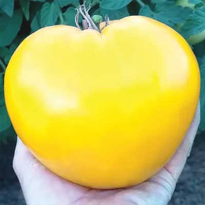 Семена томатов (помидор) Воловье Сердце Золотое купить в Украине | Веснодар