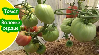 Томат ВОЛОВЬЕ СЕРДЦЕ от Удачных семян вкусный урожайный проверенный Tomato  COW'S HEART - YouTube