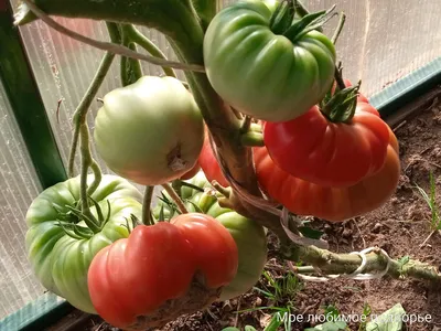 Крупноплодные сорта томатов - гордость огородников. Фото-обзор | Мое  любимое подворье | Дзен