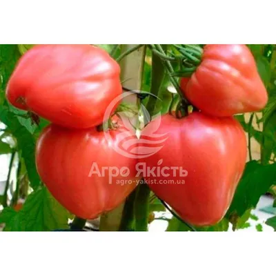 Купить томат Воловье сердце 0,3 г цена N❶ в интернет-магазине Agromarket50