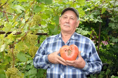 Сорт томатов Воловье сердце, описание, характеристика и отзывы, а также  особенности выращивания