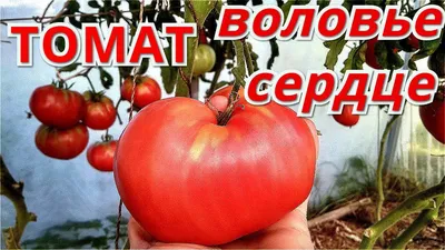 Томат ВОЛОВЬЕ СЕРДЦЕ. Хороший вкус и урожайность. - YouTube