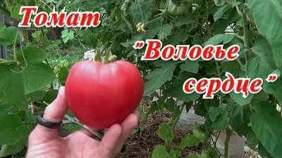 Томат \"Воловье сердце\". Первый помидор 2019г. - YouTube