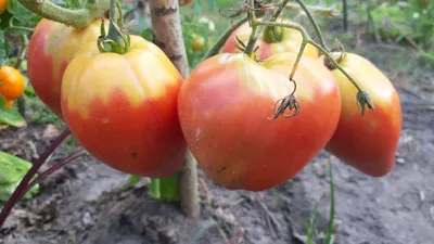 Почему стоит выращивать помидоры сорта Бычье сердце | Реальный огород | Дзен