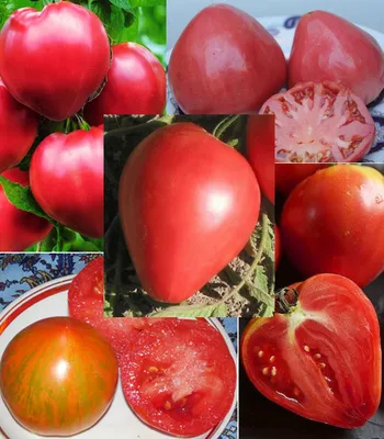Отзыв о Семена Томаты Аэлита \"Воловье сердце\" | Отзыв про томат \"Воловье  сердце\" - лучший салатный сорт!