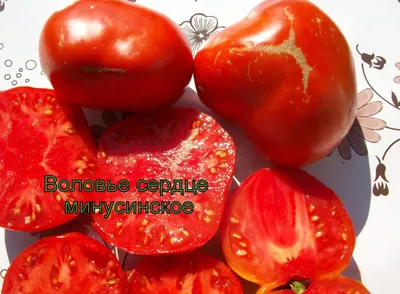 12 сортов сердцевидных томатов | PRO ОГОРОД | Дзен