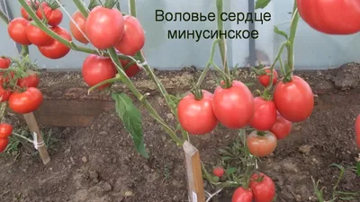 Воловье сердце полосатое - В — сорта томатов - tomat-pomidor.com - отзывы  на форуме | каталог