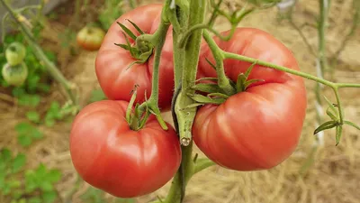 Каталог сортов томатов с детальным описанием | Семена редких сортов томатов  - Part 4
