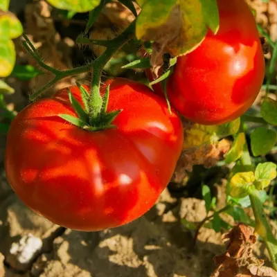 Семена томата Сердце Гулливера 0,1 г. купить в Украине почтой, цена оптом  2019