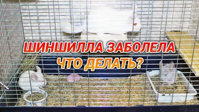 Понос и жидкий стул у шиншиллы: симптомы и лечение - Люблю Хомяков