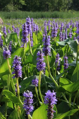 Понтедерия сердцелистная 'Blue' (Pontederia cordata 'Blue')