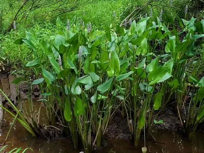 Файл:Pontederia cordata00.jpg — Википедия