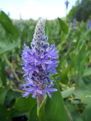 Понтедерия кордата, синяя (Pontederia cordata) Голландия купить по выгодной  цене в интернет-магазине EXOMENU.RU