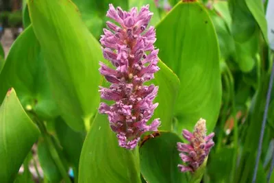 Репродукции Картин Pickerelweed ( Понтедерия сердцелистной ), 1919 по Mary  Morris Vaux Walcott (1860-1940) | ArtsDot.com