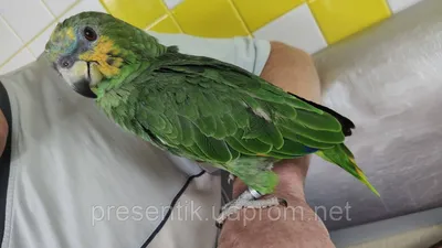 Попугай Амазон родом из Венесуэлы, домашние ручные птенцы: 460 $ - Другие  птицы Киев на BON.ua 101683215
