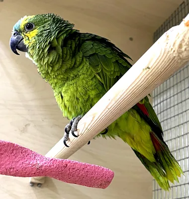 Bluefronted попугай Amazon или Turquoisefronted Pantanal Amazona Aestiva  скаровые Амазонки взрослый человек в Бразилии Стоковое Фото - изображение  насчитывающей бразилии, америка: 196844692