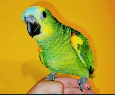 Попугай Амазон синелобый купить в интернет-магазине AQUA-SHOP