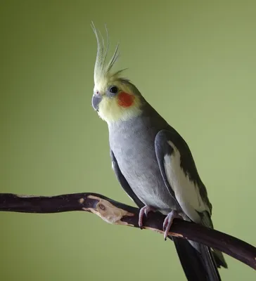 Подвесное перо попугай Ара реквизит для фотосъемки для дорожек уличные  украшения | AliExpress
