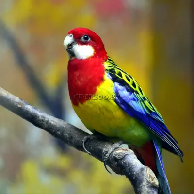 Купить попугая какаду в Москве, цена питомника Джунгли
