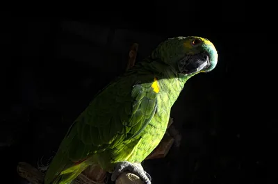 Попугай корелла | Пикабу