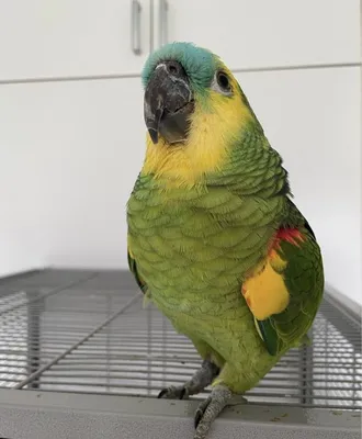 Ручной и говорящий попугай Амазон: 700 $ - Птицы Днепр на Olx