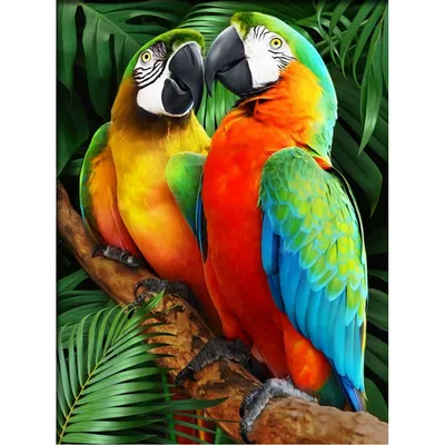 Красный попугай - ара зеленокрылый 3,5 месяца. Ручной: 2 200 $ - Птицы Киев  на Olx