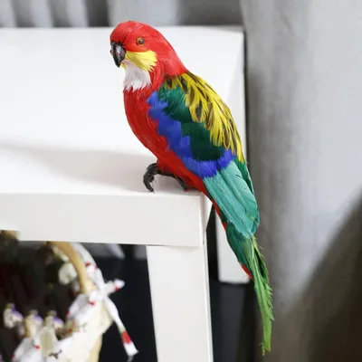 Попугай ара сине-желтый - Интернет-зоомагазин Природа Ярославль