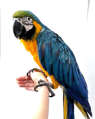 купить попугая Гиацинтовый Ара | Купить в магазине Exoticzoo