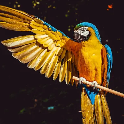 Попугай ара: фото, виды, как выглядят, где и сколько лет живут попугаи ара  | Блог зоомагазина Zootovary.com