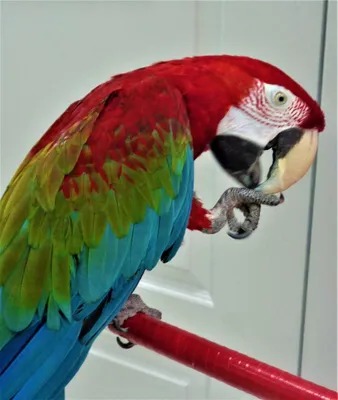 Попугай ара дома, мифы и реальность) | Пикабу