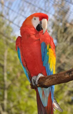 Красный попугай - ара зеленокрылый 3,5 месяца. Ручной: 2 200 $ - Птицы Киев  на Olx