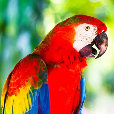 Яркий, большой попугай ара на ветке…» — создано в Шедевруме