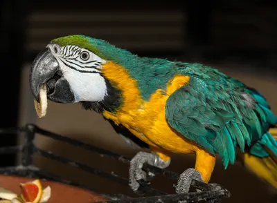 Попугай ара-собака в перьях. | Пикабу