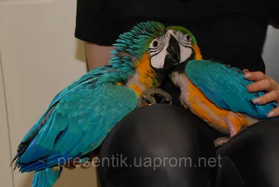 Подвесное перо попугай Ара реквизит для фотосъемки для дорожек уличные  украшения | AliExpress
