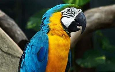 Красный, синий, желтый попугай ара на открытом воздухе Сохранить  Envriromental Стоковое Изображение - изображение насчитывающей любимчик, ара:  169192659