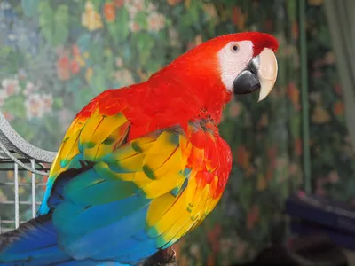 многоцветный попугай \"ара\" :: Георгий А – Социальная сеть ФотоКто