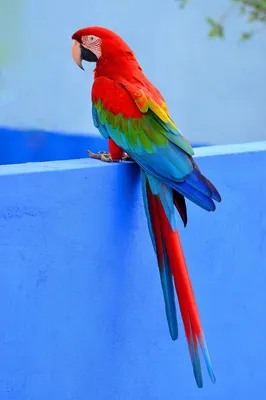 попугай ара - Поиск в Google | Попугай, Домашние птицы, Красивые птицы