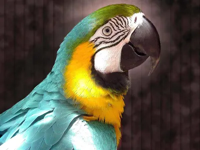 Яркий попугай Ара изолированный на голубом фоне Photos | Adobe Stock