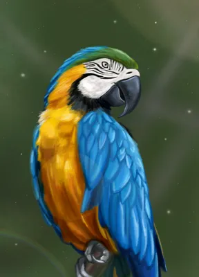 Попугай попугай ара клюв перо, попугай, животные, домашнее животное, попугай  png | PNGWing