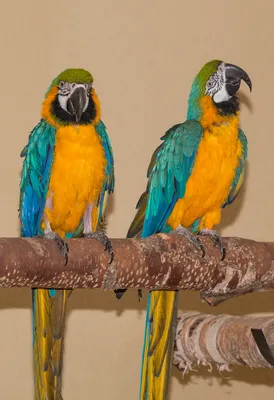 Попугай, АРА, цветной попугай Stock Photo | Adobe Stock